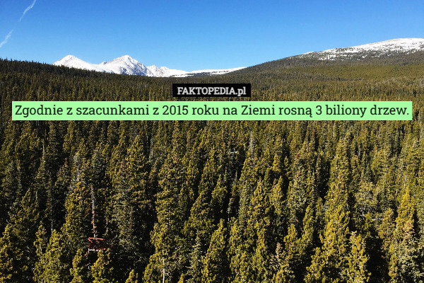 Zgodnie z szacunkami z 2015 roku na Ziemi rosną 3 biliony drzew. 