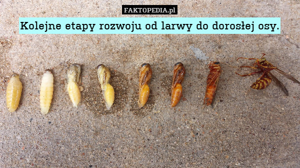 Zdjęcie użytkownika Paproot w temacie Larwy, uwaga, uwaga, larwy