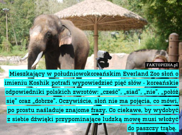 Mieszkający w południowokoreańskim – Mieszkający w południowokoreańskim Everland Zoo słoń o imieniu Koshik potrafi wypowiedzieć pięć słów - koreańskie odpowiedniki polskich zwrotów: „cześć”, „siad”, „nie”, „połóż się” oraz „dobrze”. Oczywiście, słoń nie ma pojęcia, co mówi, po prostu naśladuje znajome frazy. Co ciekawe, by wydobyć z siebie dźwięki przypominające ludzką mowę musi włożyć do paszczy trąbę. 