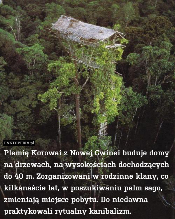 Plemię Korowai z Nowej Gwinei – Plemię Korowai z Nowej Gwinei buduje domy na drzewach, na wysokościach dochodzących do 40 m. Zorganizowani w rodzinne klany, co kilkanaście lat, w poszukiwaniu palm sago, zmieniają miejsce pobytu. Do niedawna praktykowali rytualny kanibalizm. 