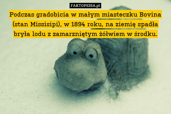 Podczas gradobicia w małym miasteczku – Podczas gradobicia w małym miasteczku Bovina (stan Missisipi), w 1894 roku, na ziemię spadła
bryła lodu z zamarzniętym żółwiem w środku. 