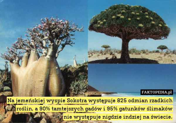 Na jemeńskiej wyspie Sokotra występuje – Na jemeńskiej wyspie Sokotra występuje 825 odmian rzadkich roślin, a 90% tamtejszych gadów i 95% gatunków ślimaków
nie występuje nigdzie indziej na świecie. 
