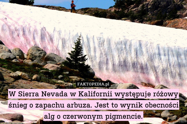 W Sierra Nevada w Kalifornii występuje – W Sierra Nevada w Kalifornii występuje różowy śnieg o zapachu arbuza. Jest to wynik obecności alg o czerwonym pigmencie. 