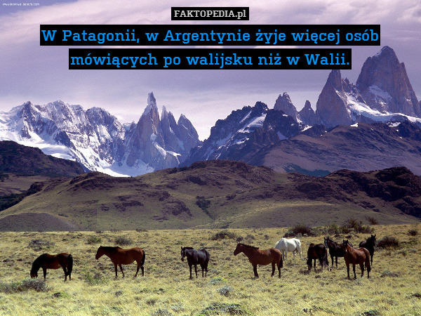 W Patagonii, w Argentynie żyje – W Patagonii, w Argentynie żyje więcej osób mówiących po walijsku niż w Walii. 