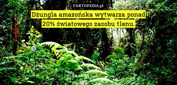 Dżungla amazońska wytwarza ponad – Dżungla amazońska wytwarza ponad
20% światowego zasobu tlenu. 
