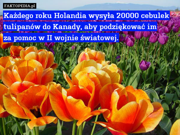 Każdego roku Holandia wysyła 20000 cebulek tulipanów do Kanady, aby podziękować im
za pomoc w II wojnie światowej. 