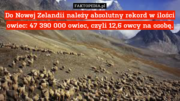 Do Nowej Zelandii należy absolutny rekord w ilości owiec: 47 390 000 owiec, czyli 12,6 owcy na osobę. 
