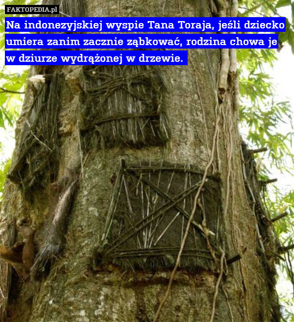 Na indonezyjskiej wyspie Tana – Na indonezyjskiej wyspie Tana Toraja, jeśli dziecko umiera zanim zacznie ząbkować, rodzina chowa je w dziurze wydrążonej w drzewie. 