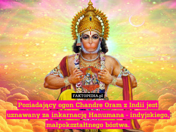 Posiadający ogon Chandre Oram z Indii jest uznawany za inkarnację Hanumana - indyjskiego, małpokształtnego bóstwa. 