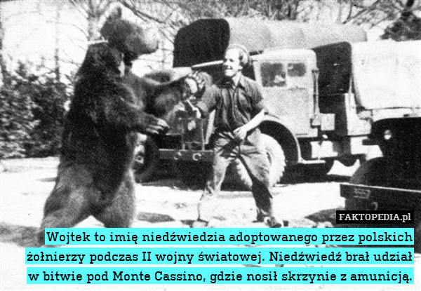 Wojtek to imię niedźwiedzia adoptowanego przez polskich żołnierzy podczas II wojny światowej. Niedźwiedź brał udział
w bitwie pod Monte Cassino, gdzie nosił skrzynie z amunicją. 