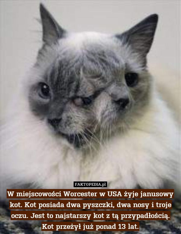 W miejscowości Worcester w USA żyje janusowy kot. Kot posiada dwa pyszczki, dwa nosy i troje oczu. Jest to najstarszy kot z tą przypadłością.
Kot przeżył już ponad 13 lat. 