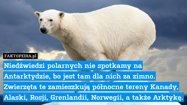 Niedźwiedzi polarnych nie spotkamy na Antarktydzie, bo jest tam dla nich za zimno. Zwierzęta te zamieszkują północne tereny Kanady, Alaski, Rosji, Grenlandii, Norwegii, a także Arktykę. 
