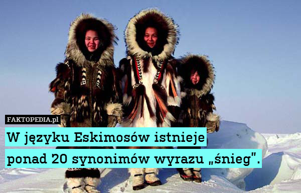 W języku Eskimosów istnieje
ponad – W języku Eskimosów istnieje
ponad 20 synonimów wyrazu „śnieg”. 