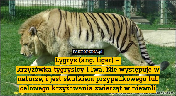 Lygrys (ang. liger) – 
krzyżówka tygrysicy i lwa. Nie występuje w naturze, i jest skutkiem przypadkowego lub celowego krzyżowania zwierząt w niewoli 