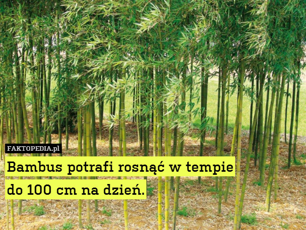 Bambus potrafi rosnąć w tempie
do 100 cm na dzień. 