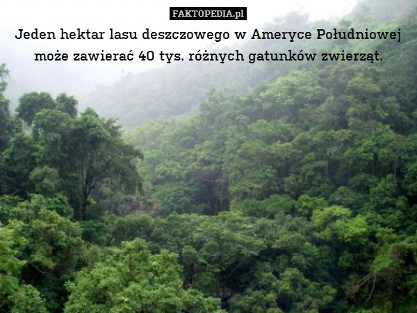 Jeden hektar lasu deszczowego w Ameryce Południowej może zawierać 40 tys. różnych gatunków zwierząt. 