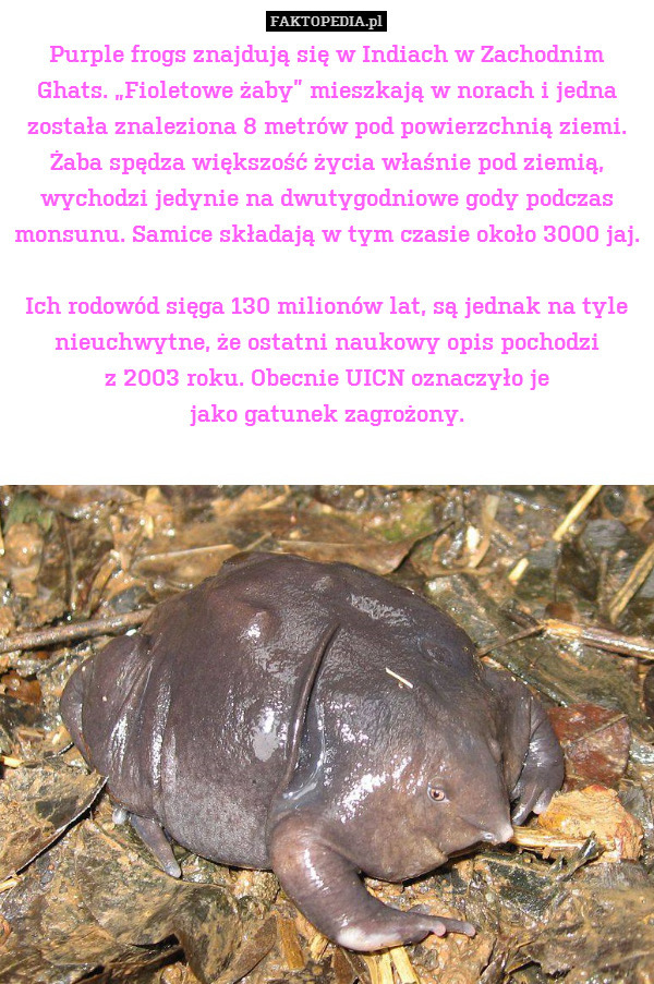 Purple frogs znajdują się w Indiach w Zachodnim Ghats. „Fioletowe żaby” mieszkają w norach i jedna została znaleziona 8 metrów pod powierzchnią ziemi.
Żaba spędza większość życia właśnie pod ziemią, wychodzi jedynie na dwutygodniowe gody podczas monsunu. Samice składają w tym czasie około 3000 jaj.

Ich rodowód sięga 130 milionów lat, są jednak na tyle nieuchwytne, że ostatni naukowy opis pochodzi
z 2003 roku. Obecnie UICN oznaczyło je
jako gatunek zagrożony. 