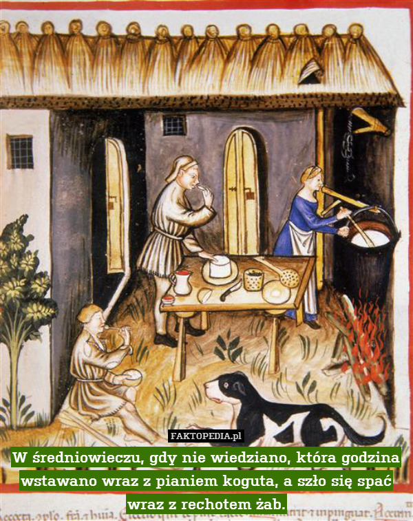W średniowieczu, gdy nie wiedziano, która godzina wstawano wraz z pianiem koguta, a szło się spać wraz z rechotem żab. 