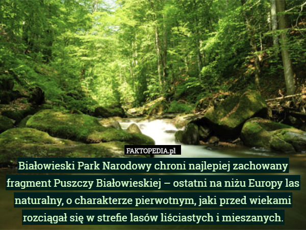 Białowieski Park Narodowy chroni najlepiej zachowany fragment Puszczy Białowieskiej – ostatni na niżu Europy las naturalny, o charakterze pierwotnym, jaki przed wiekami rozciągał się w strefie lasów liściastych i mieszanych. 