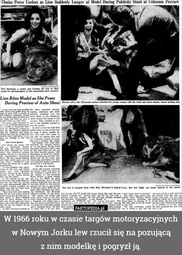 W 1966 roku w czasie targów motoryzacyjnych w Nowym Jorku lew rzucił się na pozującą
 z nim modelkę i pogryzł ją. 