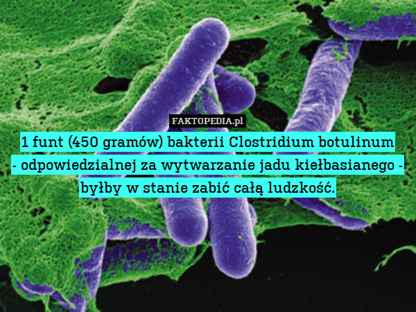 1 funt (450 gramów) bakterii Clostridium botulinum
- odpowiedzialnej za wytwarzanie jadu kiełbasianego - byłby w stanie zabić całą ludzkość. 