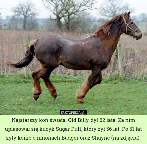 Najstarszy koń świata, Old Billy, żył 62 lata. Za nim uplasował się kucyk Sugar Puff, który żył 56 lat. Po 51 lat żyły konie o imionach Badger oraz Shayne (na zdjęciu). 