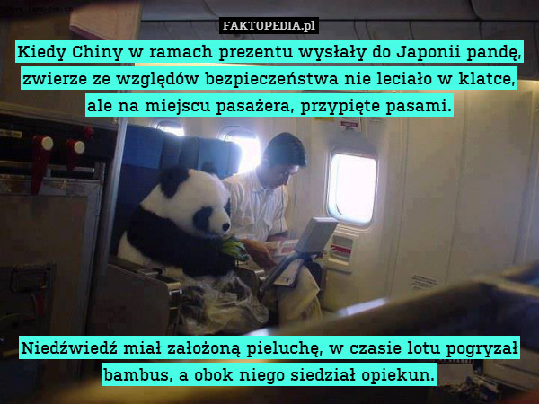 Kiedy Chiny w ramach prezentu wysłały do Japonii pandę, zwierze ze względów bezpieczeństwa nie leciało w klatce, ale na miejscu pasażera, przypięte pasami.








Niedźwiedź miał założoną pieluchę, w czasie lotu pogryzał bambus, a obok niego siedział opiekun. 