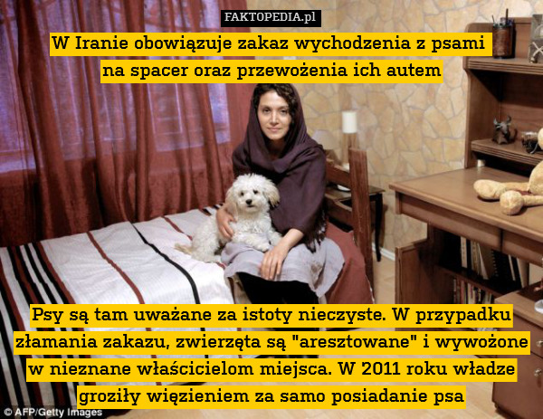 W Iranie obowiązuje zakaz wychodzenia z psami 
na spacer oraz przewożenia ich autem








Psy są tam uważane za istoty nieczyste. W przypadku złamania zakazu, zwierzęta są "aresztowane" i wywożone w nieznane właścicielom miejsca. W 2011 roku władze groziły więzieniem za samo posiadanie psa 