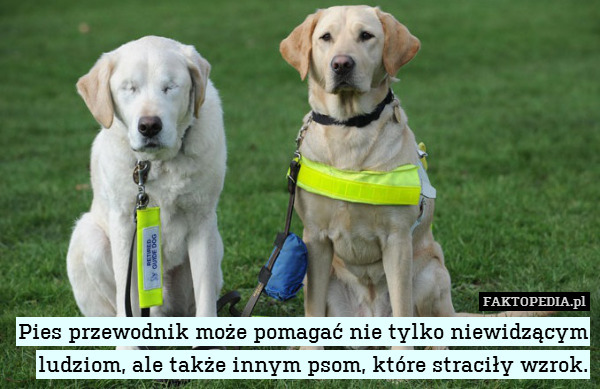 Pies przewodnik może pomagać nie tylko niewidzącym ludziom, ale także innym psom, które straciły wzrok. 
