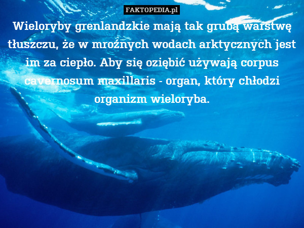 Wieloryby grenlandzkie mają tak grubą warstwę tłuszczu, że w mroźnych wodach arktycznych jest im za ciepło. Aby się oziębić używają corpus cavernosum maxillaris - organ, który chłodzi organizm wieloryba. 