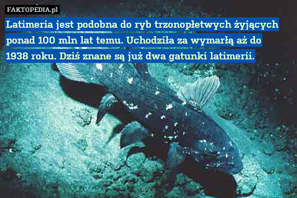Latimeria jest podobna do ryb trzonopłetwych żyjących ponad 100 mln lat temu. Uchodziła za wymarłą aż do
1938 roku. Dziś znane są już dwa gatunki latimerii. 