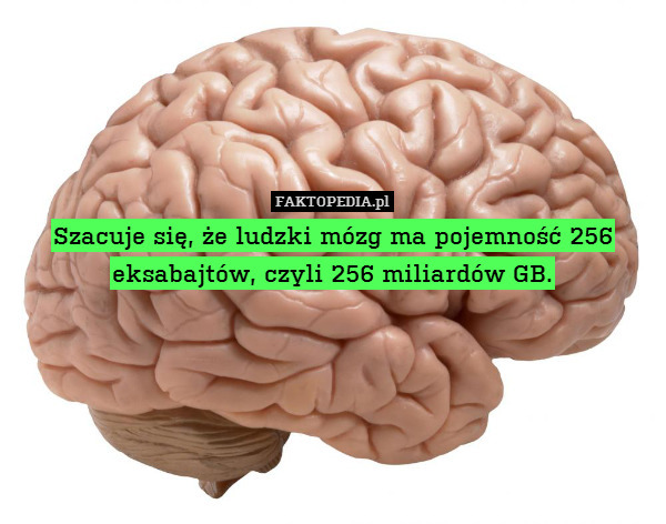 Szacuje się, że ludzki mózg ma pojemność 256 eksabajtów, czyli 256 miliardów GB. 