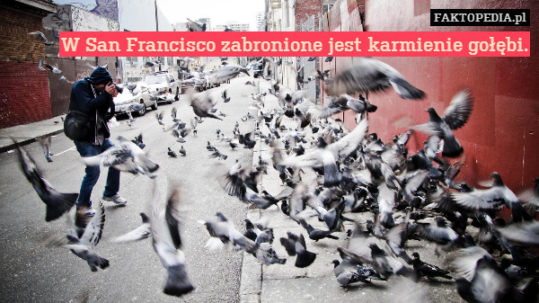 W San Francisco zabronione jest karmienie gołębi. 