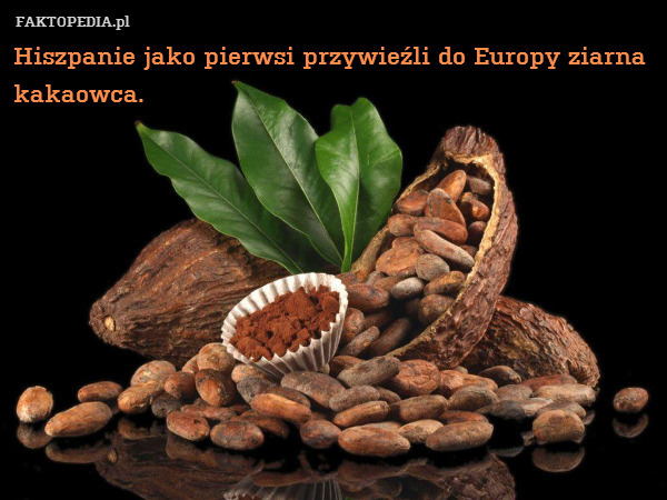 Hiszpanie jako pierwsi przywieźli do Europy ziarna kakaowca. 