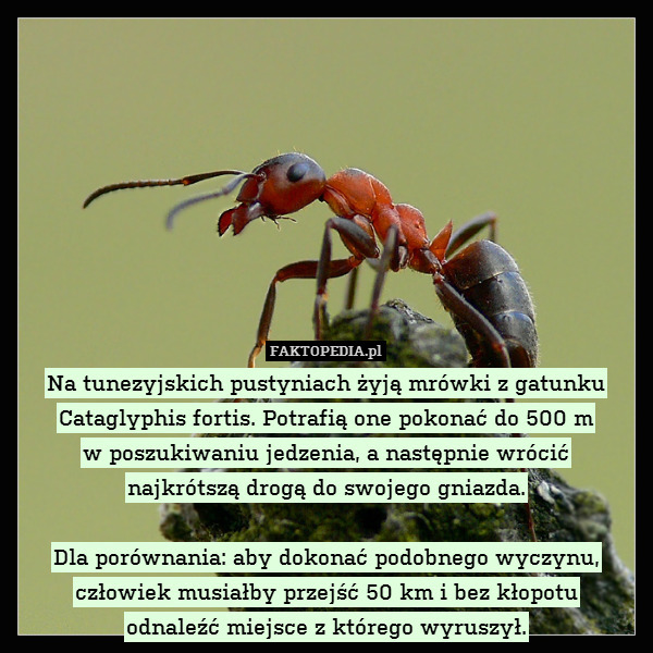 Na tunezyjskich pustyniach żyją mrówki z gatunku Cataglyphis fortis. Potrafią one pokonać do 500 m
w poszukiwaniu jedzenia, a następnie wrócić
najkrótszą drogą do swojego gniazda.

Dla porównania: aby dokonać podobnego wyczynu, człowiek musiałby przejść 50 km i bez kłopotu
odnaleźć miejsce z którego wyruszył. 