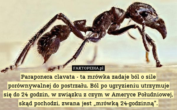 Paraponera clavata - ta mrówka zadaje ból o sile porównywalnej do postrzału. Ból po ugryzieniu utrzymuje się do 24 godzin, w związku z czym w Ameryce Południowej, skąd pochodzi, zwana jest „mrówką 24-godzinną”. 