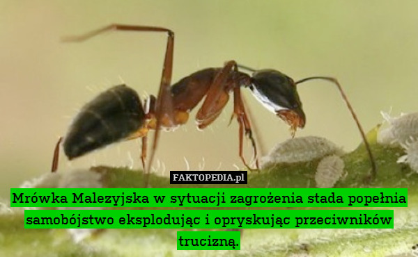 Mrówka Malezyjska w sytuacji zagrożenia stada popełnia samobójstwo eksplodując i opryskując przeciwników trucizną. 