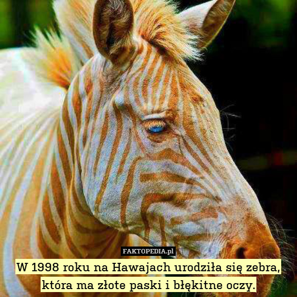 W 1998 roku na Hawajach urodziła się zebra,
która ma złote paski i błękitne oczy. 