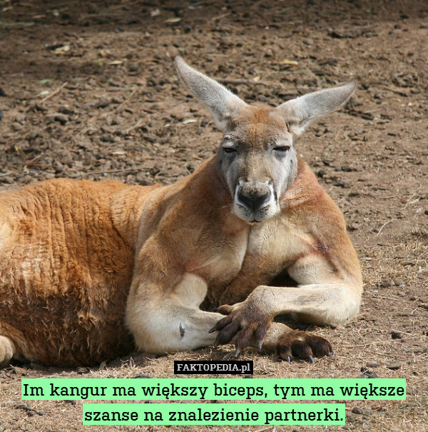 Im kangur ma większy biceps, tym ma większe szanse na znalezienie partnerki. 