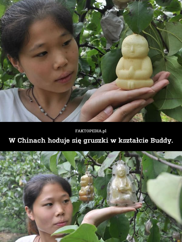 W Chinach hoduje się gruszki w kształcie Buddy. 
