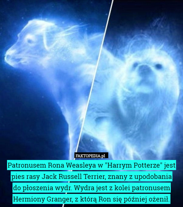 Patronusem Rona Weasleya w "Harrym Potterze" jest pies rasy Jack Russell Terrier, znany z upodobania
 do płoszenia wydr. Wydra jest z kolei patronusem Hermiony Granger, z którą Ron się później ożenił. 
