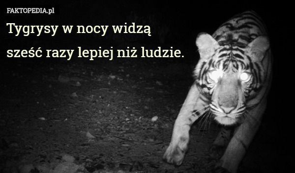 Tygrysy w nocy widzą
 sześć razy lepiej niż ludzie. 