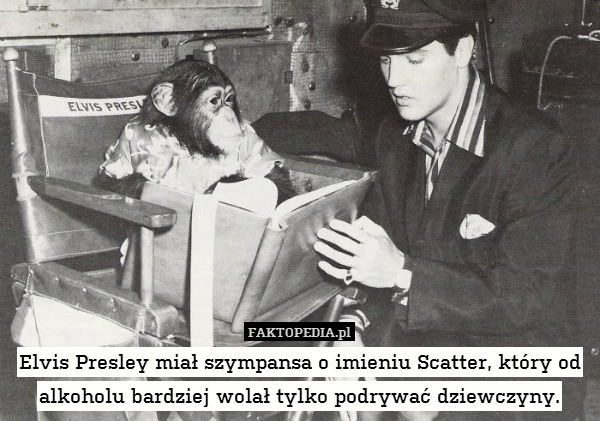 Elvis Presley miał szympansa o imieniu Scatter, który od alkoholu bardziej wolał tylko podrywać dziewczyny. 