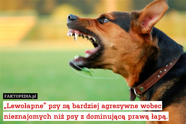 „Lewołapne” psy są bardziej agresywne wobec nieznajomych niż psy z dominującą prawą łapą. 