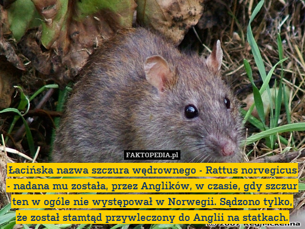Łacińska nazwa szczura wędrownego - Rattus norvegicus - nadana mu została, przez Anglików, w czasie, gdy szczur ten w ogóle nie występował w Norwegii. Sądzono tylko,
że został stamtąd przywleczony do Anglii na statkach. 