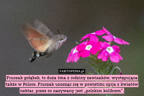 Fruczak gołąbek, to duża ćma z rodziny zawisaków, występująca także w Polsce. Fruczak unosząc się w powietrzu spija z kwiatów nektar, przez co nazywany jest „polskim kolibrem”. 