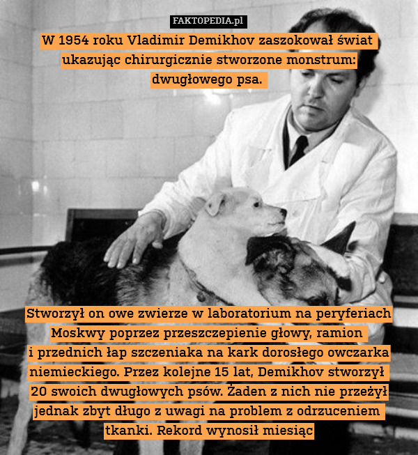 W 1954 roku Vladimir Demikhov zaszokował świat 
ukazując chirurgicznie stworzone monstrum:
dwugłowego psa. 











Stworzył on owe zwierze w laboratorium na peryferiach Moskwy poprzez przeszczepienie głowy, ramion 
i przednich łap szczeniaka na kark dorosłego owczarka niemieckiego. Przez kolejne 15 lat, Demikhov stworzył 
20 swoich dwugłowych psów. Żaden z nich nie przeżył jednak zbyt długo z uwagi na problem z odrzuceniem 
tkanki. Rekord wynosił miesiąc 