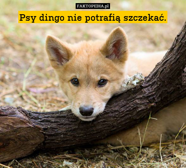 Psy dingo nie potrafią szczekać. 