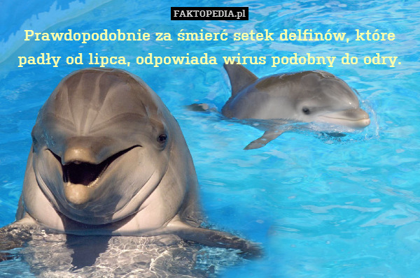 Prawdopodobnie za śmierć setek delfinów, które padły od lipca, odpowiada wirus podobny do odry. 