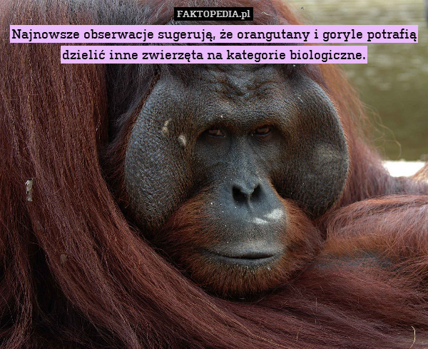 Najnowsze obserwacje sugerują, że orangutany i goryle potrafią dzielić inne zwierzęta na kategorie biologiczne. 